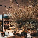 лукс аполония Черноморец
